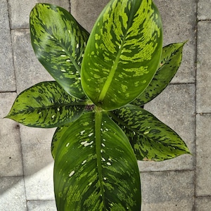 May include: Overhead view of a Dieffenbachia plant with large, green leaves. The leaves have a striking pattern of lighter green and white spots. The plant is set against a background of gray paving stones, creating a contrast of textures and colors.