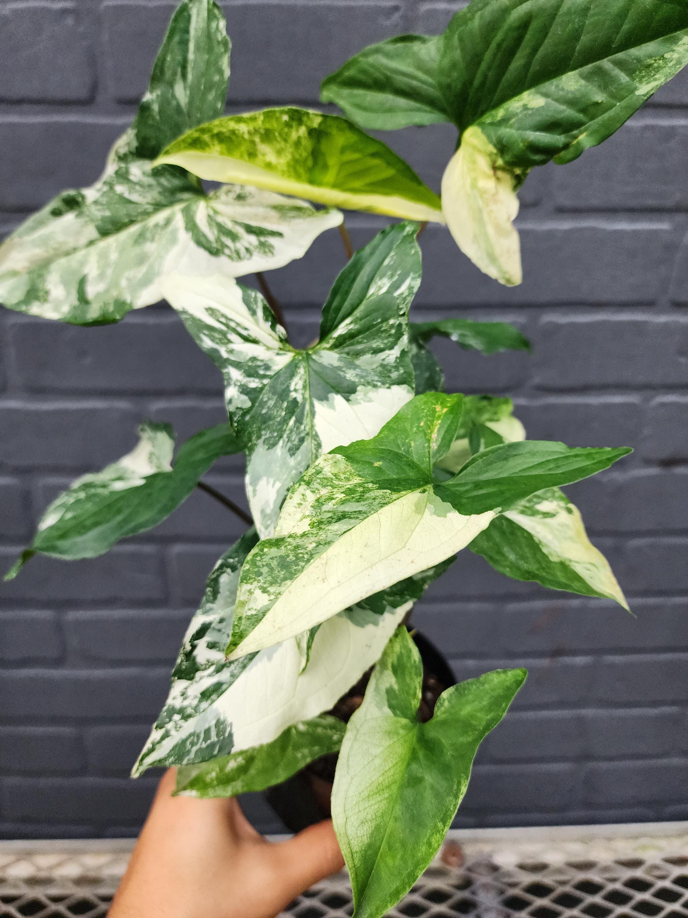 syngonium-albo-variegated-etsy