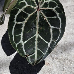 May include: A close-up shot of a dark green Anthurium crystallinum leaf, showcasing striking white veining. The heart-shaped leaf has a textured surface, set against a concrete background. The plant's shadow is visible.