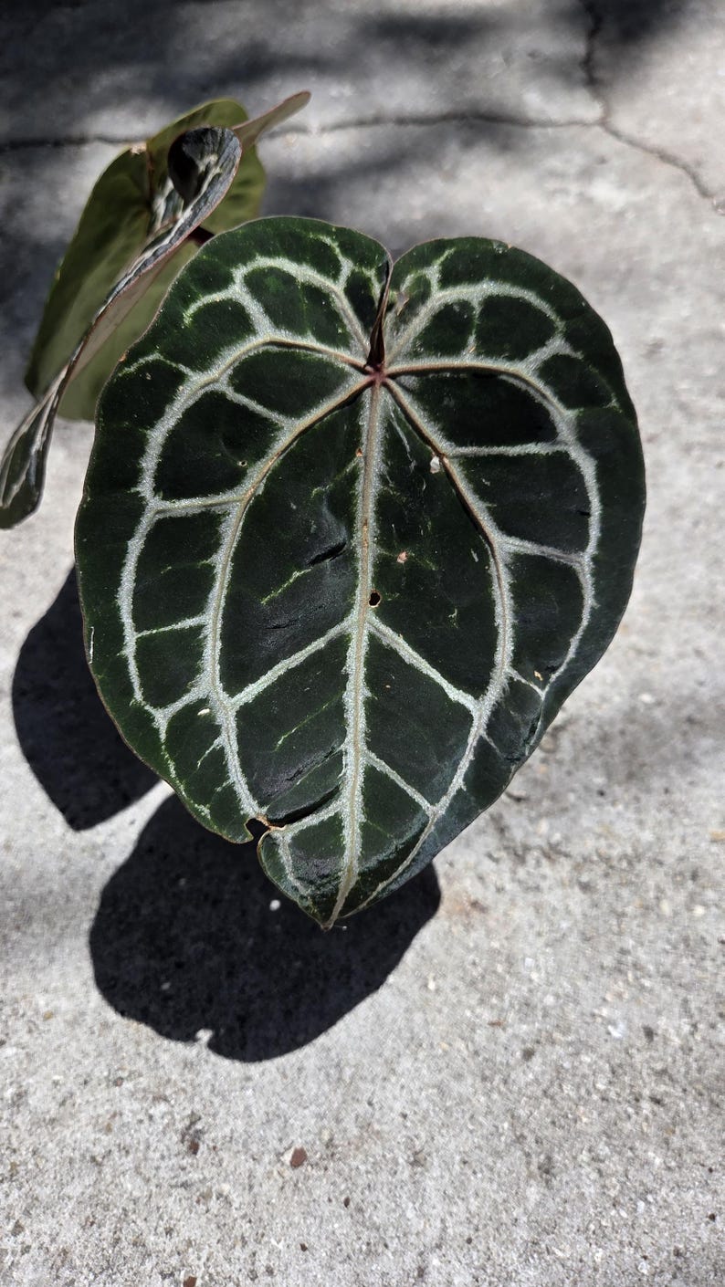 May include: A close-up shot of a dark green Anthurium crystallinum leaf, showcasing striking white veining. The heart-shaped leaf has a textured surface, set against a concrete background. The plant's shadow is visible.