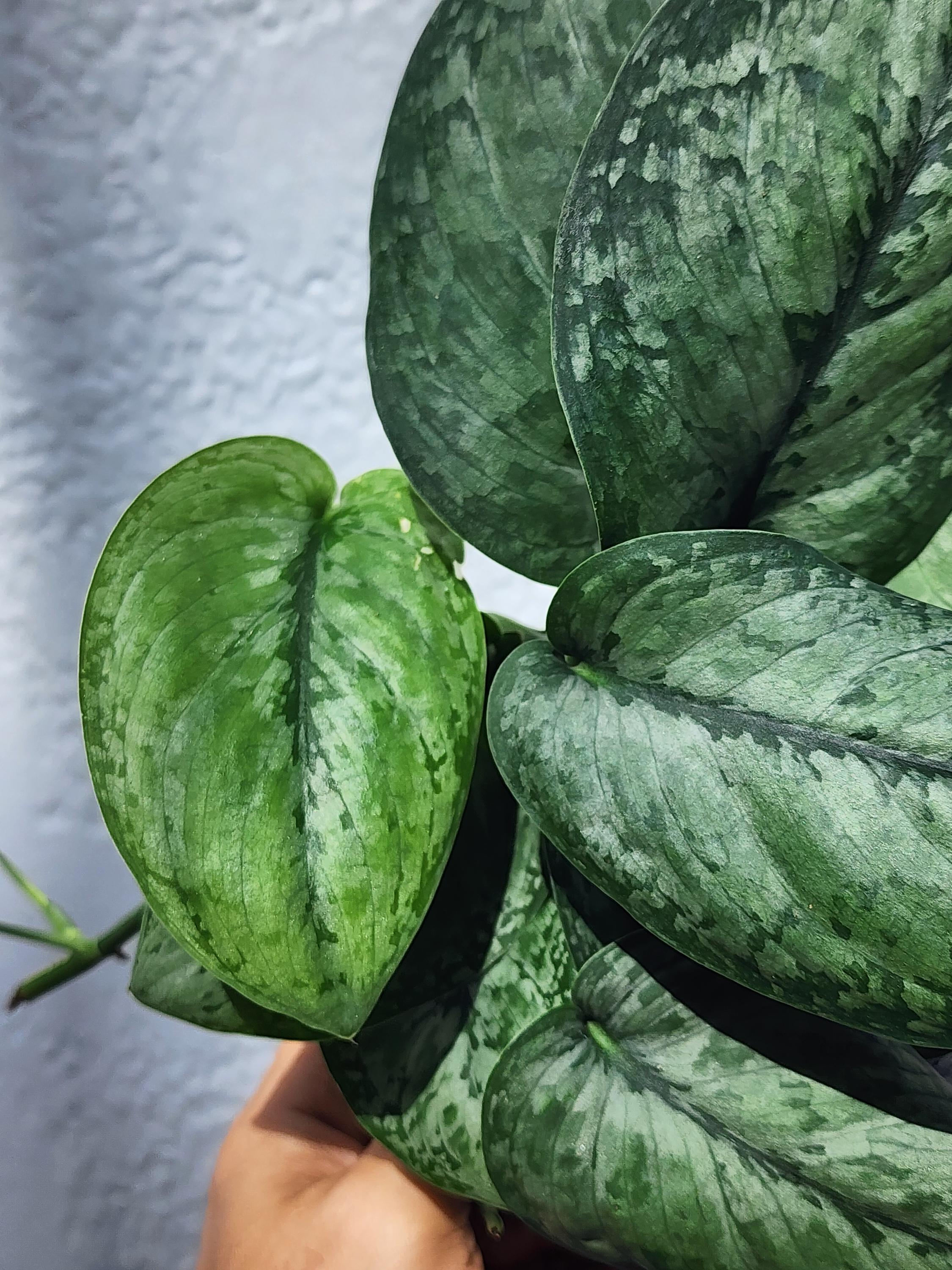 Scindapsus Mount Salak - Etsy