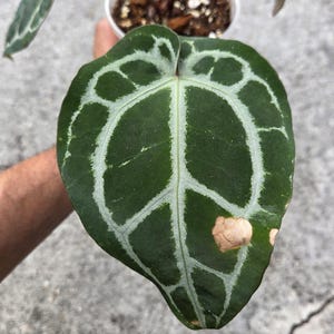 May include: Close-up of a dark green Anthurium crystallinum leaf with prominent white veining. The leaf is heart-shaped with a unique pattern. A small plant is in a white pot, held against a gray background.