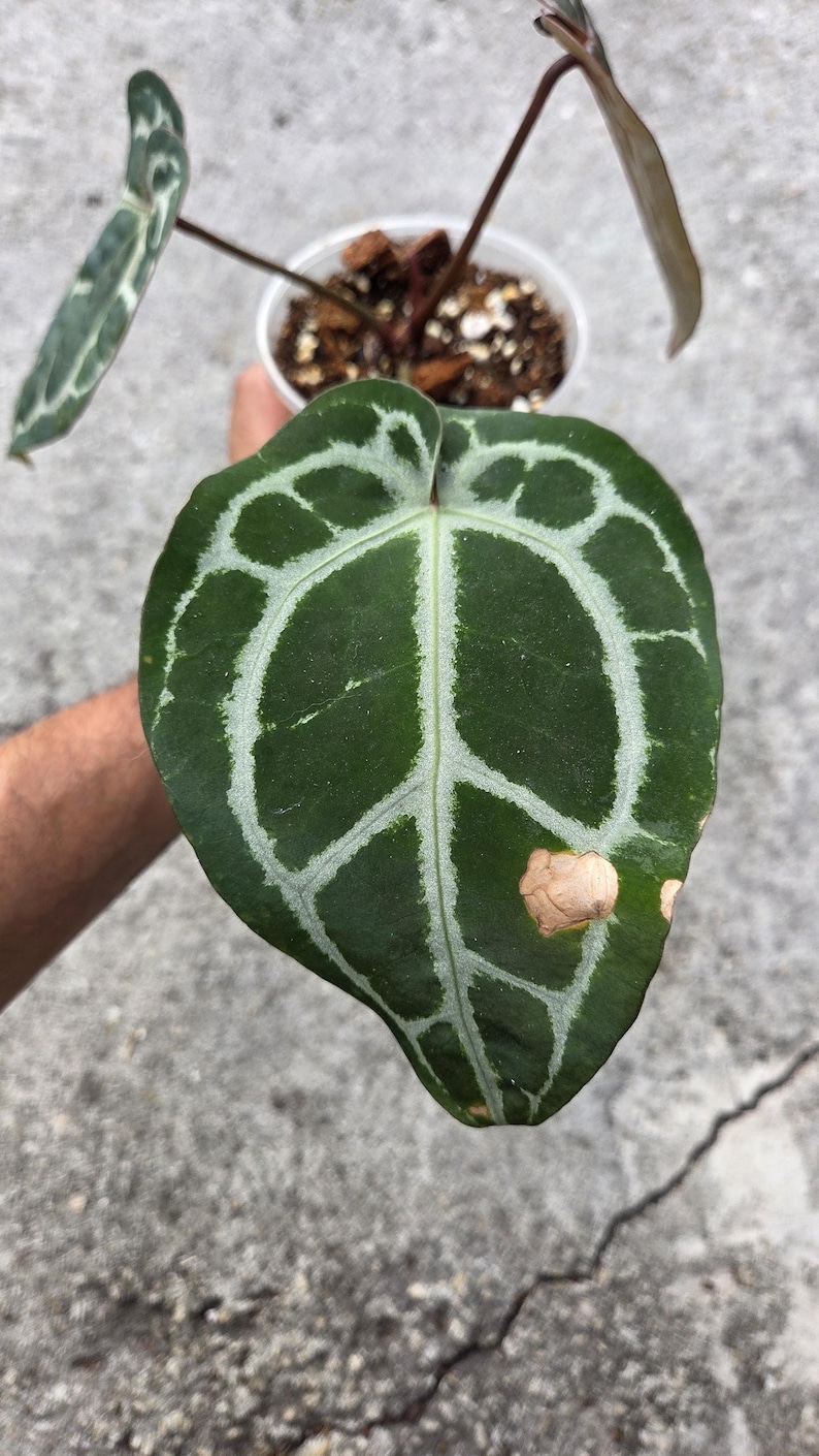 May include: Close-up of a dark green Anthurium crystallinum leaf with prominent white veining. The leaf is heart-shaped with a unique pattern. A small plant is in a white pot, held against a gray background.