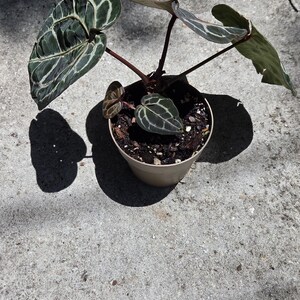 May include: A potted plant with large, dark green leaves with striking white veining. The plant is in a beige plastic pot, sitting on a concrete surface. The plant's leaves have a unique pattern, and the pot casts a shadow.