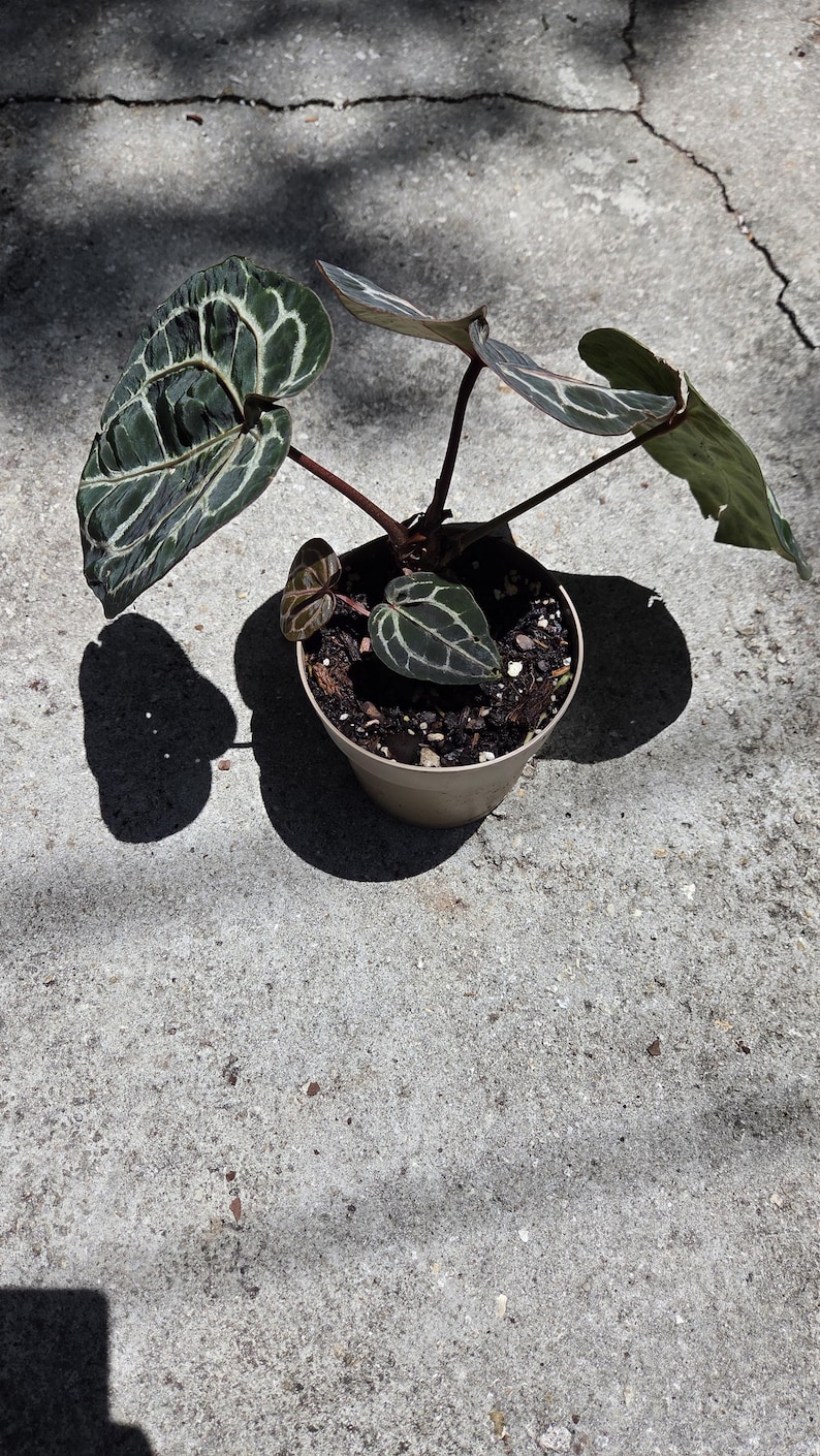 May include: A potted plant with large, dark green leaves with striking white veining. The plant is in a beige plastic pot, sitting on a concrete surface. The plant's leaves have a unique pattern, and the pot casts a shadow.
