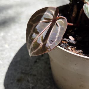 May include: Close-up of a plant with a dark green and burgundy leaf. The leaf has prominent veins and a glossy texture. The plant is in a small, off-white pot, with a shadow cast on the concrete surface.