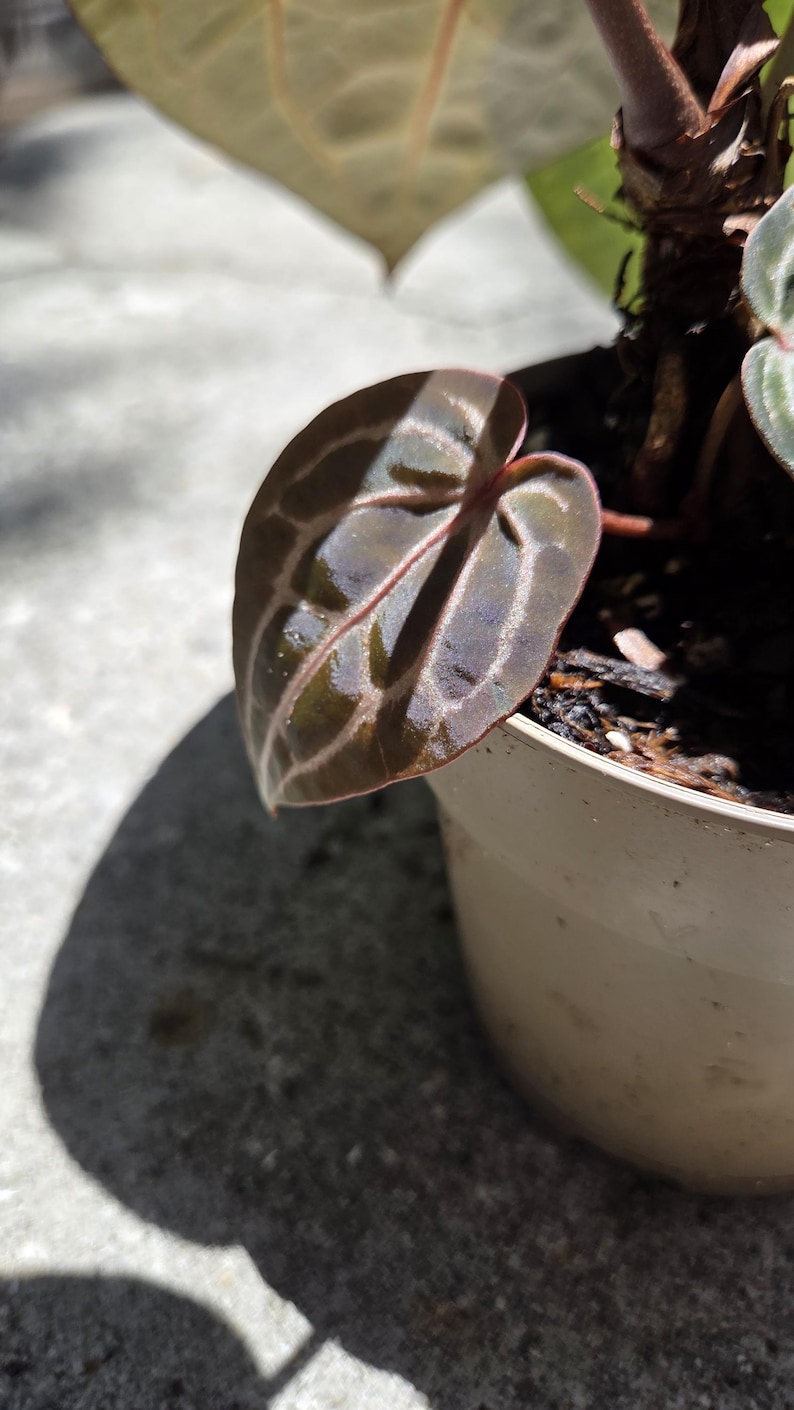 May include: Close-up of a plant with a dark green and burgundy leaf. The leaf has prominent veins and a glossy texture. The plant is in a small, off-white pot, with a shadow cast on the concrete surface.