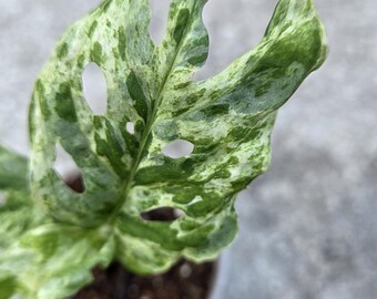 Adansonii Mottled Variegated