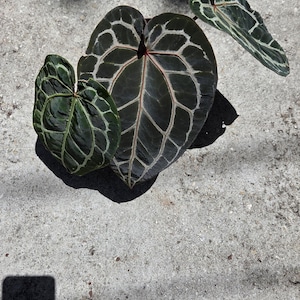 May include: Close-up of Anthurium clarinervium leaves. The leaves are dark green with prominent white veining, creating a striking contrast. The heart-shaped leaves are arranged on a concrete surface, with shadows cast across the image.