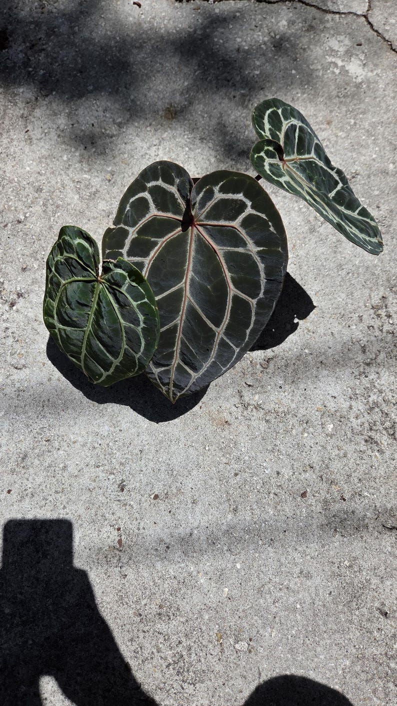 May include: Close-up of Anthurium clarinervium leaves. The leaves are dark green with prominent white veining, creating a striking contrast. The heart-shaped leaves are arranged on a concrete surface, with shadows cast across the image.