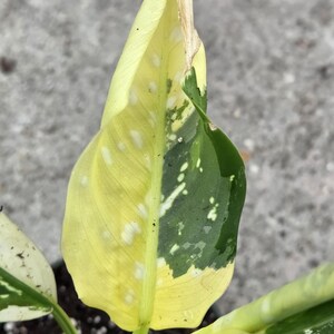 May include: Close-up of a variegated plant leaf. The leaf is primarily yellow with green patches and white spots. The leaf is partially curled and has a brown, dried tip. The plant is in a small pot with dark soil.
