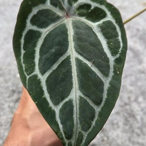May include: Close-up of a dark green leaf with a heart shape and a prominent white vein pattern. The leaf is held in a hand, with another leaf visible in the background. The leaf's texture is visible.
