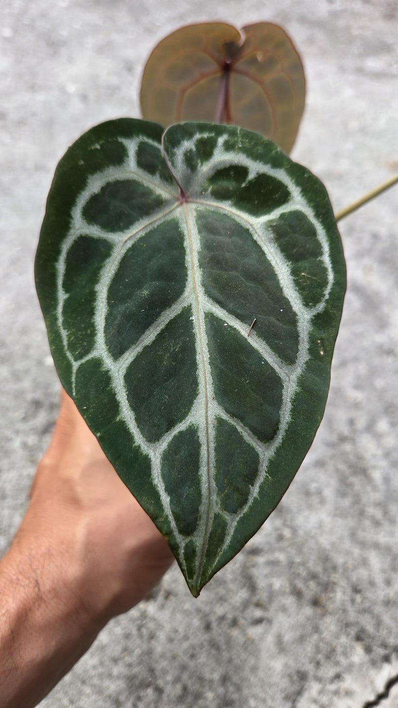 May include: Close-up of a dark green leaf with a heart shape and a prominent white vein pattern. The leaf is held in a hand, with another leaf visible in the background. The leaf's texture is visible.