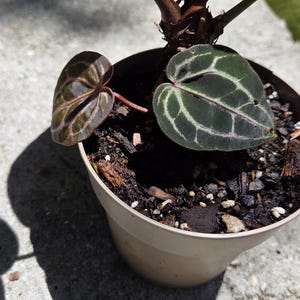 May include: A potted plant with dark green and burgundy leaves. The leaves have a prominent vein pattern. The plant is in a beige plastic pot, sitting on a concrete surface. The plant is in direct sunlight, casting a shadow.