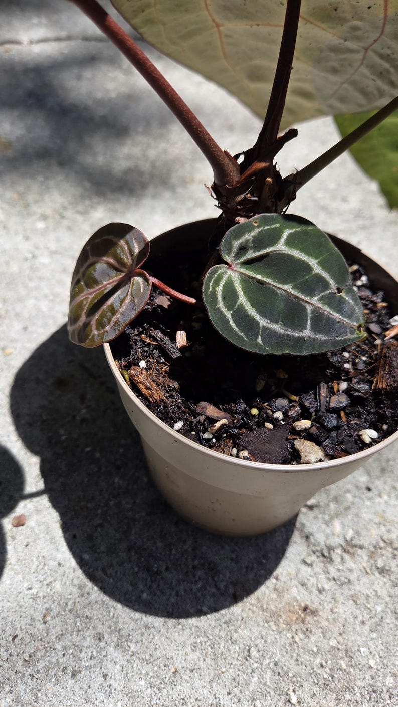 May include: A potted plant with dark green and burgundy leaves. The leaves have a prominent vein pattern. The plant is in a beige plastic pot, sitting on a concrete surface. The plant is in direct sunlight, casting a shadow.
