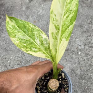 May include: A small potted plant with large, variegated leaves in shades of green and cream. The plant is held in a gray pot with soil and a cork-like material at the base. The leaves have a striking pattern.