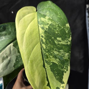 May include: A variegated philodendron leaf featuring a distinct split pattern. One half of the heart-shaped leaf is a solid pale yellow, while the other half displays a mottled mix of dark green and light green speckles with small water droplets.