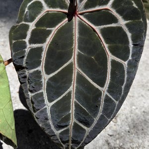 May include: Close-up of a dark green Anthurium leaf with prominent white veining and a reddish-pink central vein. The leaf has a heart shape and a textured surface, showcasing a striking pattern. The plant is in the Araceae family.