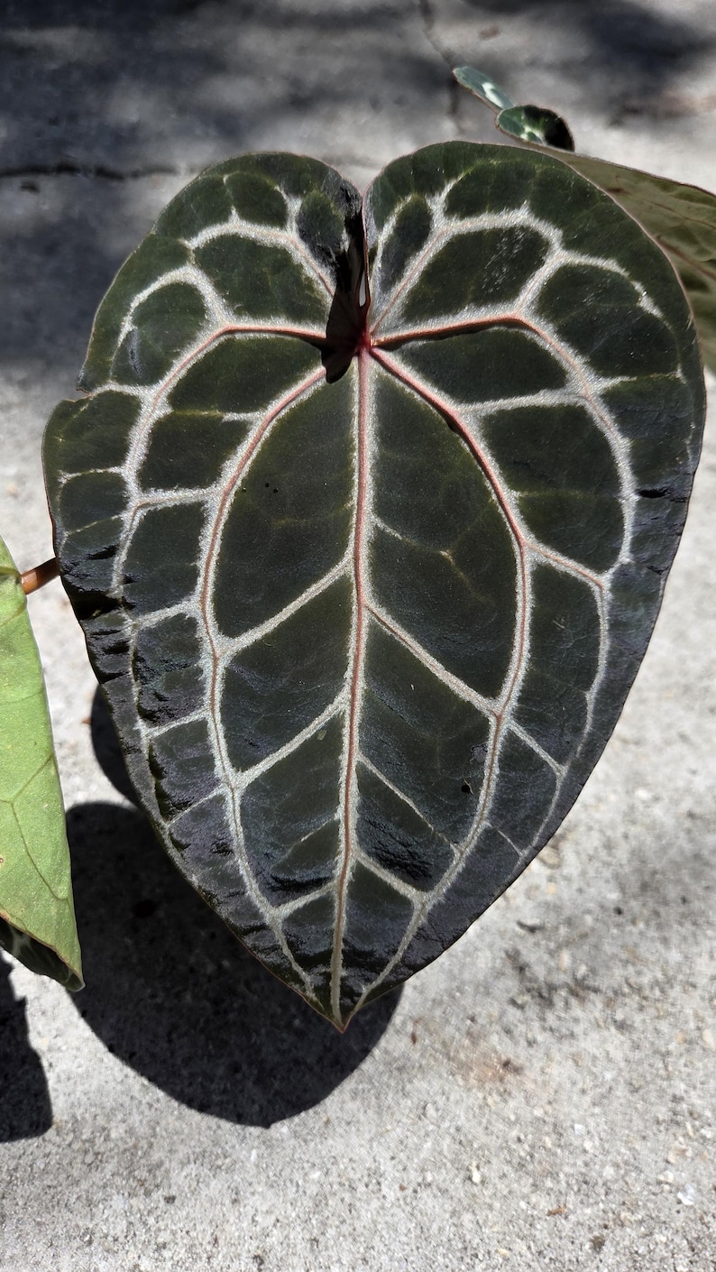 May include: Close-up of a dark green Anthurium leaf with prominent white veining and a reddish-pink central vein. The leaf has a heart shape and a textured surface, showcasing a striking pattern. The plant is in the Araceae family.