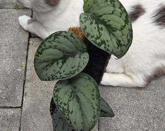 Scindapsus Satin silver Variegated