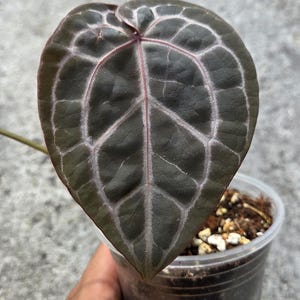 May include: Close-up of a heart-shaped Anthurium leaf. The leaf is a deep green with prominent white veining and a pink midrib. The plant is in a clear plastic pot with soil.