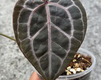 Anthurium Doc Block "Michelle: