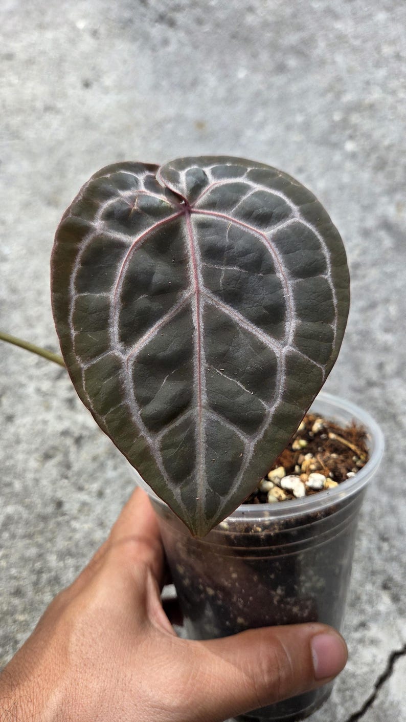 May include: Close-up of a heart-shaped Anthurium leaf. The leaf is a deep green with prominent white veining and a pink midrib. The plant is in a clear plastic pot with soil.