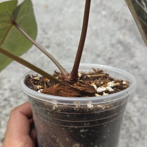 May include: A potted plant with large, green leaves and reddish-brown stems. The plant is in a clear plastic pot filled with soil and mulch. The plant is held by a hand.