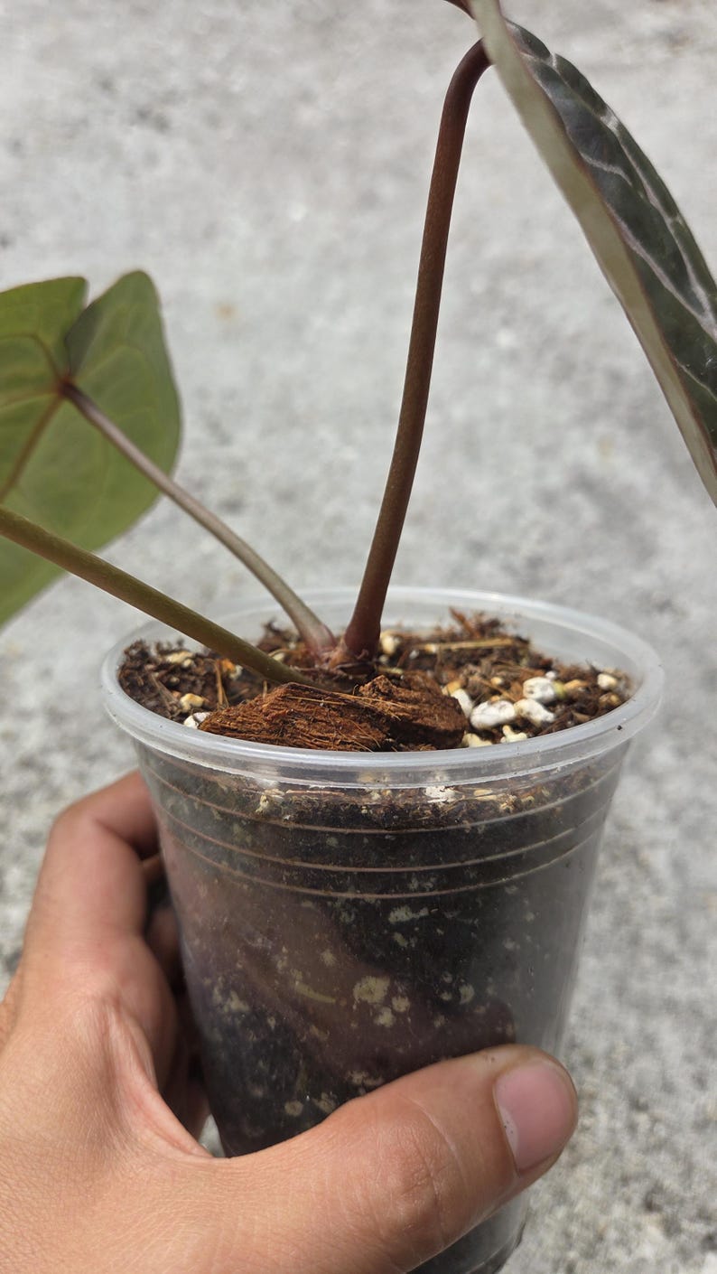 May include: A potted plant with large, green leaves and reddish-brown stems. The plant is in a clear plastic pot filled with soil and mulch. The plant is held by a hand.