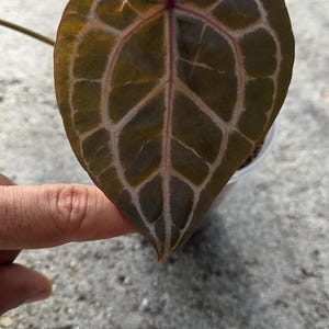 May include: Close-up of a heart-shaped leaf with a dark green and brown color gradient. The leaf's veins are highlighted with a lighter, almost white color. The leaf is part of a plant, possibly a houseplant.
