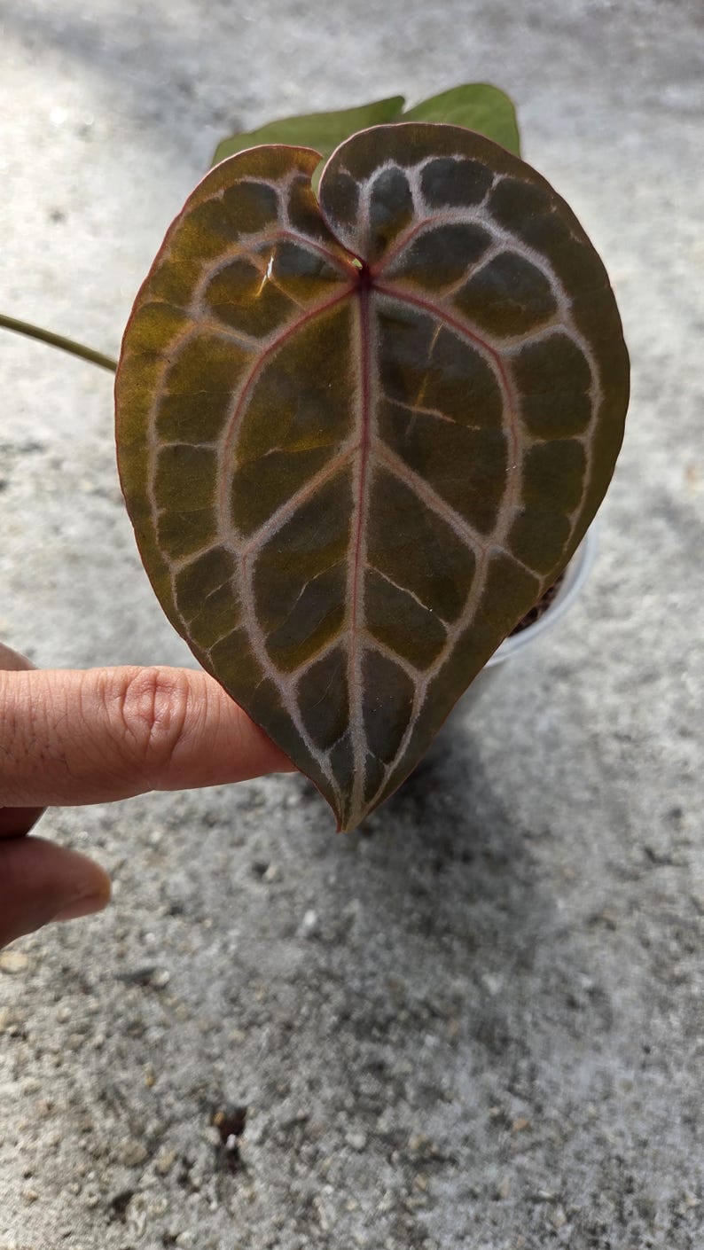 May include: Close-up of a heart-shaped leaf with a dark green and brown color gradient. The leaf's veins are highlighted with a lighter, almost white color. The leaf is part of a plant, possibly a houseplant.