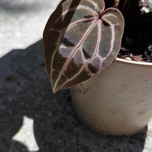 May include: Close-up of a potted plant with a dark green leaf. The leaf has prominent veining in a lighter shade, creating a striking contrast. The plant is in a neutral-coloured pot, set against a textured surface.