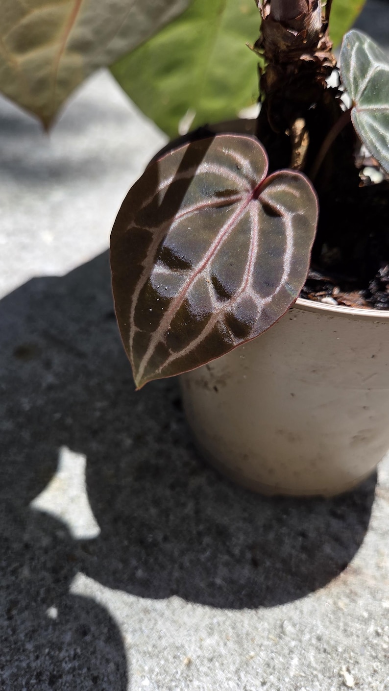 May include: Close-up of a potted plant with a dark green leaf. The leaf has prominent veining in a lighter shade, creating a striking contrast. The plant is in a neutral-coloured pot, set against a textured surface.