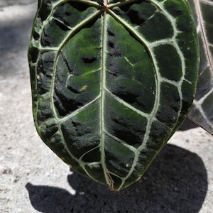 May include: A close-up shot of a dark green leaf with striking white veins. The leaf has a textured surface and a heart shape. The image is well-lit, highlighting the intricate details of the plant's structure. The leaf casts a shadow on the concrete surface.