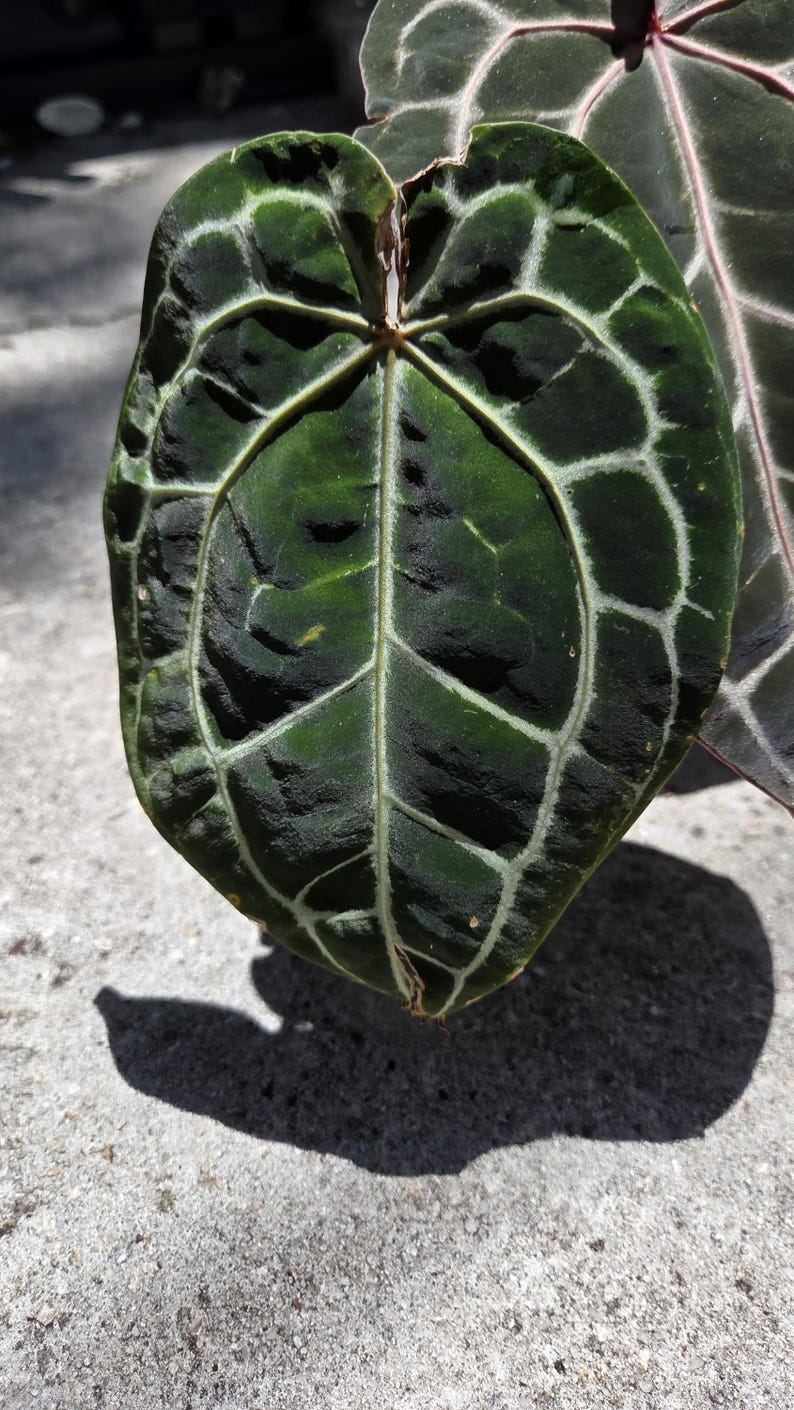 May include: A close-up shot of a dark green leaf with striking white veins. The leaf has a textured surface and a heart shape. The image is well-lit, highlighting the intricate details of the plant's structure. The leaf casts a shadow on the concrete surface.
