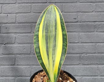 Sansevieria Whale fin Aurea