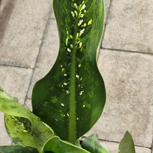 May include: Close-up of a Dieffenbachia plant with large, vibrant green leaves. The leaves have a distinctive pattern of lighter green and white spots, with a prominent central vein. The plant is in a black pot.