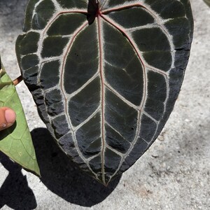 May include: Close-up of a dark green Anthurium leaf with prominent white veining and a reddish-pink central vein. The leaf is heart-shaped and has a glossy texture. The plant is in the Araceae family.