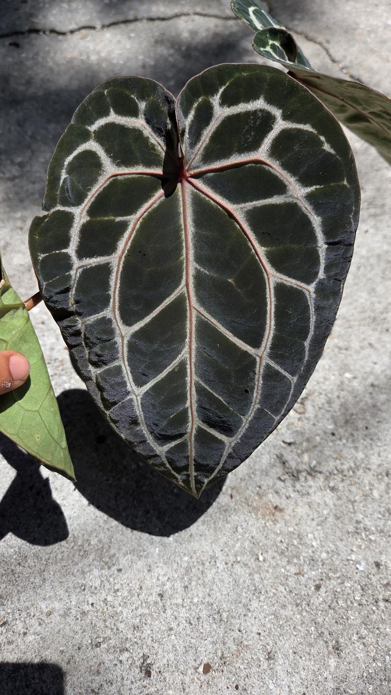 May include: Close-up of a dark green Anthurium leaf with prominent white veining and a reddish-pink central vein. The leaf is heart-shaped and has a glossy texture. The plant is in the Araceae family.