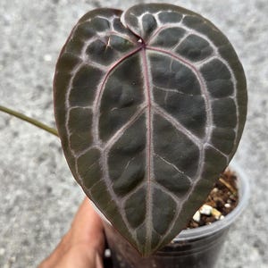 May include: A close-up of a heart-shaped Anthurium leaf. The leaf is a deep, dark green with prominent white veining and red veins. The plant is in a clear plastic pot with soil.