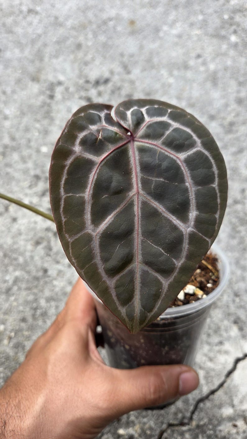 May include: A close-up of a heart-shaped Anthurium leaf. The leaf is a deep, dark green with prominent white veining and red veins. The plant is in a clear plastic pot with soil.