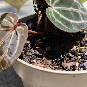 May include: Close-up of an Anthurium plant in a beige pot. The plant has dark green leaves with prominent white veins and reddish undersides. The soil is dark and rich, and the pot is simple and neutral.