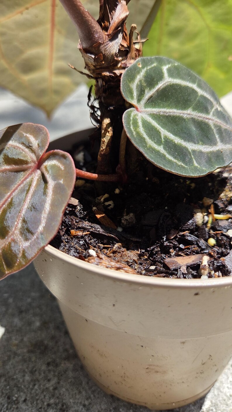May include: Close-up of an Anthurium plant in a beige pot. The plant has dark green leaves with prominent white veins and reddish undersides. The soil is dark and rich, and the pot is simple and neutral.