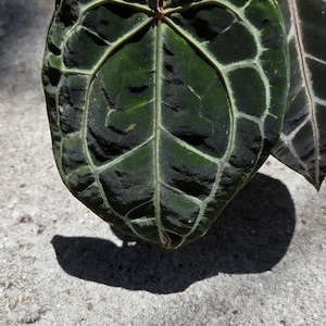 May include: A close-up shot of a dark green leaf with striking white veins. The leaf is heart-shaped and has a textured surface. Another leaf, also with white veining, is partially visible. The image is lit by natural light.