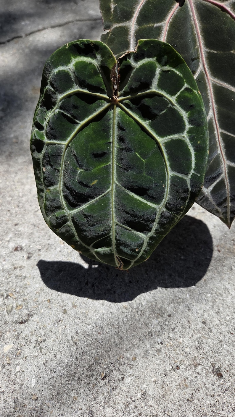 May include: A close-up shot of a dark green leaf with striking white veins. The leaf is heart-shaped and has a textured surface. Another leaf, also with white veining, is partially visible. The image is lit by natural light.
