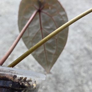 May include: Close-up of a heart-shaped leaf with visible veins, in shades of green and purple. Two stems, one pink and one gold, extend from the leaf. The plant is in a clear plastic container with soil.