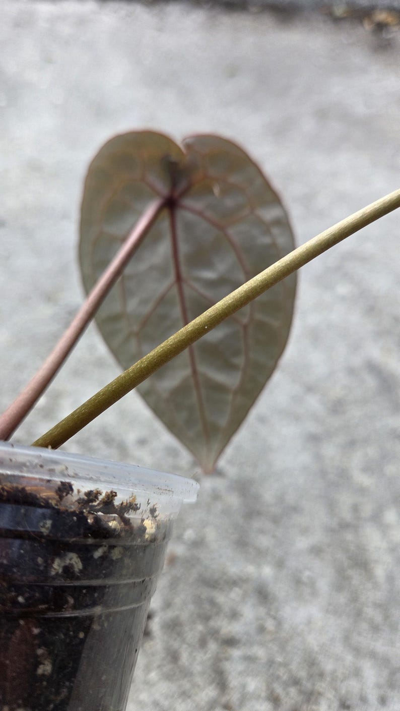 May include: Close-up of a heart-shaped leaf with visible veins, in shades of green and purple. Two stems, one pink and one gold, extend from the leaf. The plant is in a clear plastic container with soil.