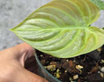 Philodendron Majestic
