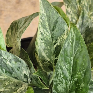 May include: Close-up of a houseplant with large, variegated leaves. The leaves are primarily green with white and light green patterns. The plant has a lush, full appearance, suggesting it is healthy and well-cared for. The background is a blurred, neutral tone.