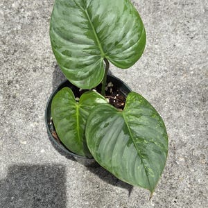 Philodendron Sodiroi Variegated - Etsy